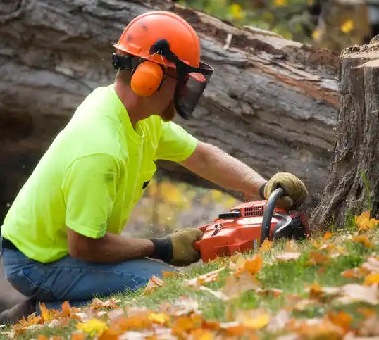 tree services Napoleon